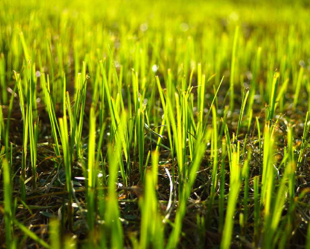 Baby Grass