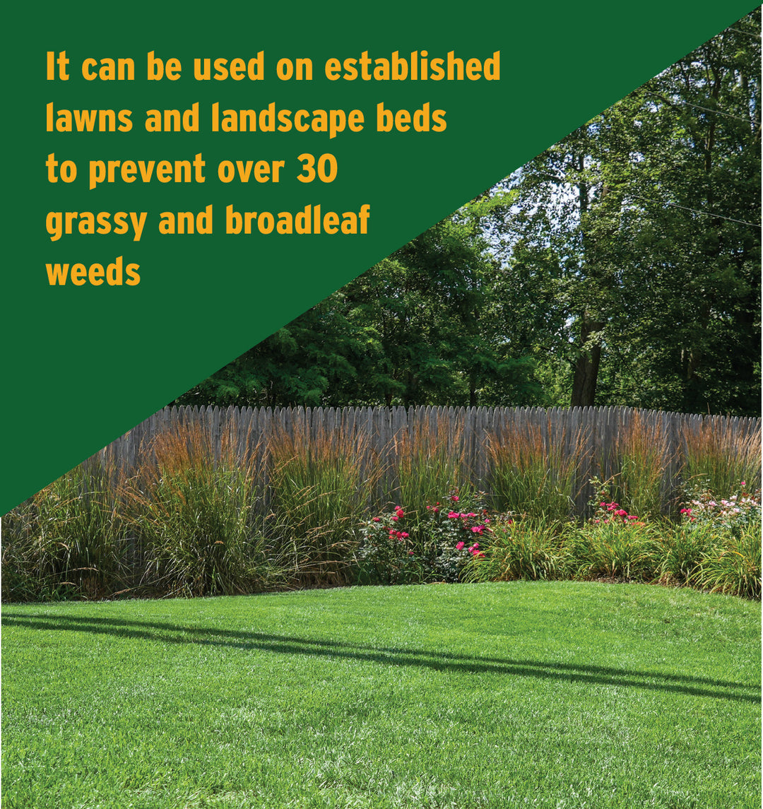 green weed free lawn with roses and ornamental grasses 