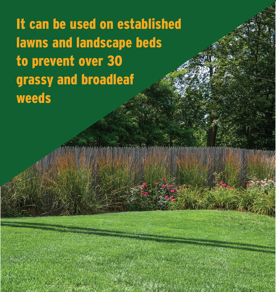 green weed free lawn with roses and ornamental grasses 