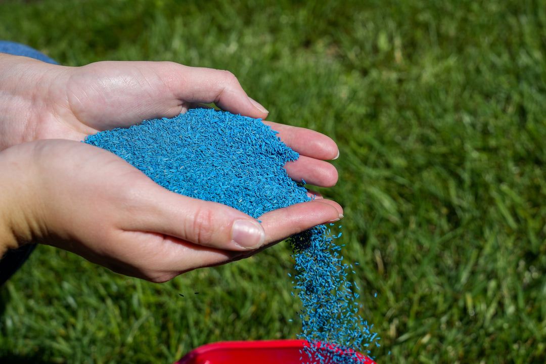 Blue Bermuda Rio Grass Seed in Hands