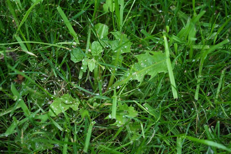 Broadleaf Weed with Weed and Feed
