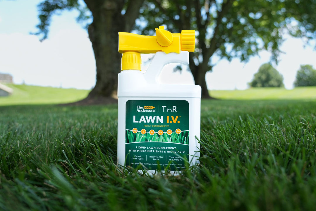 Lawn I.V. in Grass