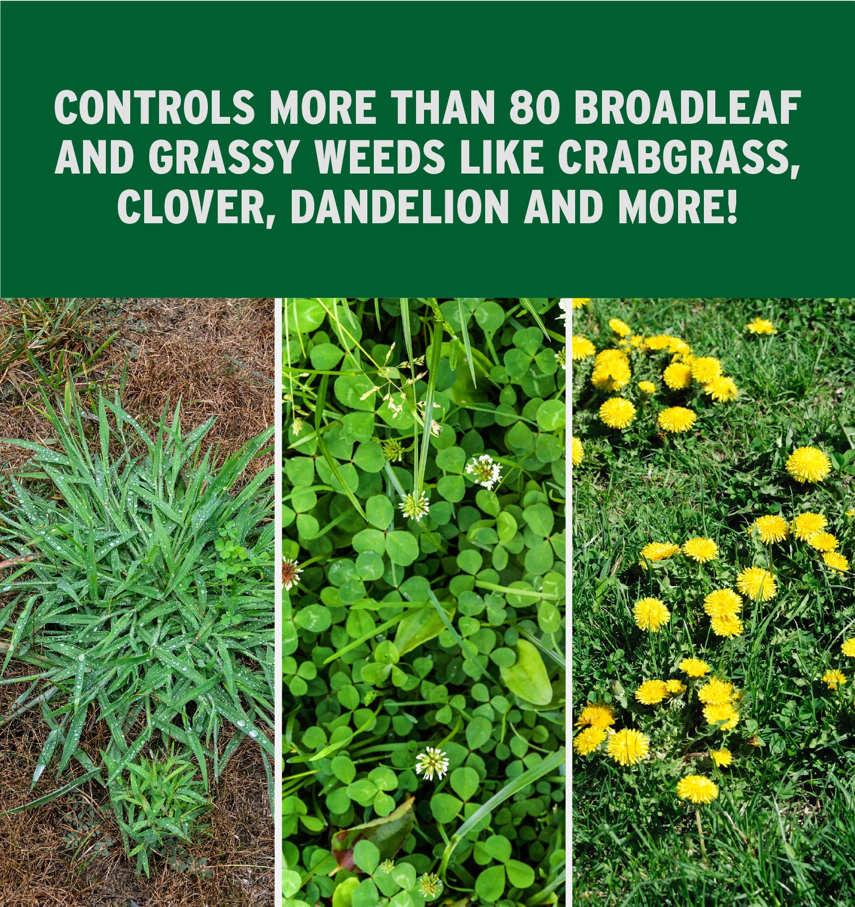 Q4® Plus Herbicide – Andersons Lawn
