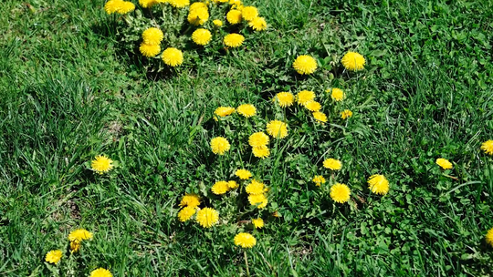 Surge® Weed & Feed 16-0-9