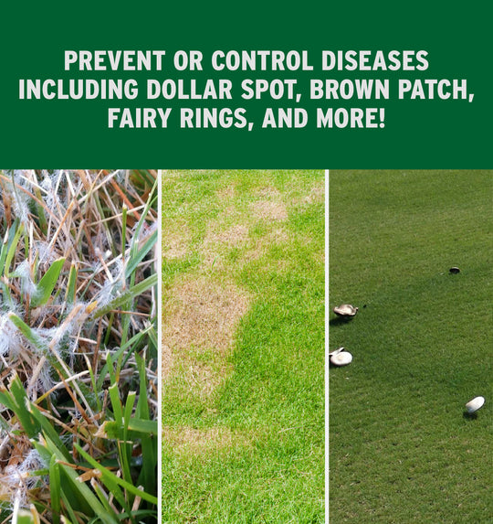 Prophesy Fungicide prevents and controls diseases