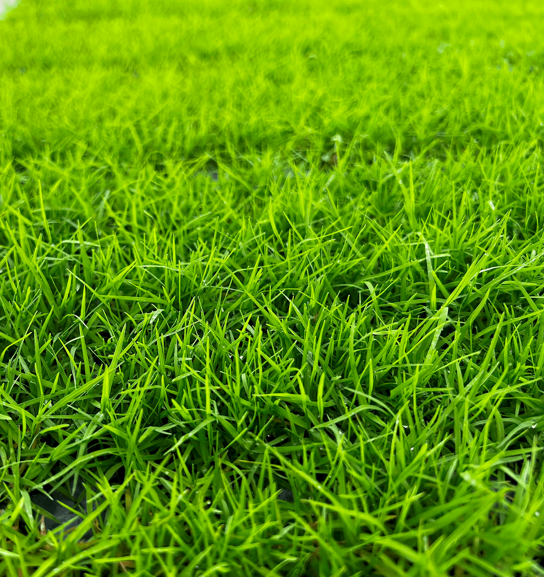 Rio Bermudas Grass