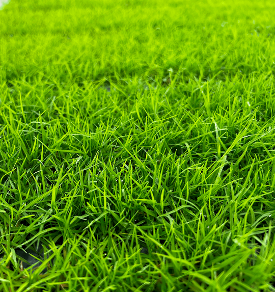 Rio Bermudas Grass