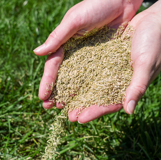 Uncoated Grass Seed in Hands